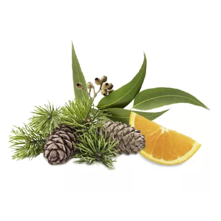 Cedre /Eucalyptus/ Orange - concentré de parfum pour sauna